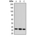 LifeSab™ BCL10 Rabbit pAb (50 µl)