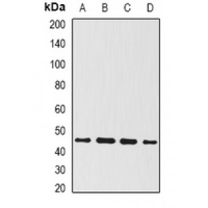 LifeSab™ BMP15 Rabbit pAb (50 µl)