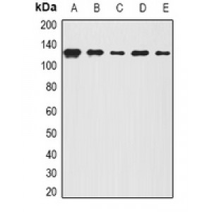 LifeSab™ BOC Rabbit pAb (50 µl)
