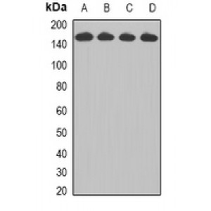 LifeSab™ CCAR1 Rabbit pAb (50 µl)