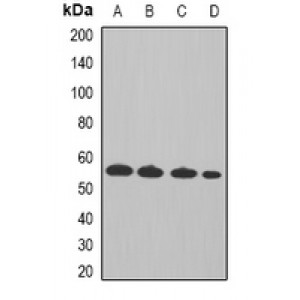 LifeSab™ Cyclin A2 Rabbit pAb (50 µl)