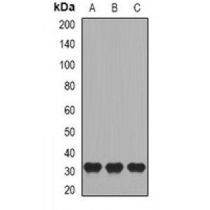 LifeSab™ CD27 Rabbit pAb (50 µl)