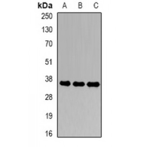 LifeSab™ CDK6 Rabbit pAb (50 µl)