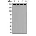 LifeSab™ Clathrin Heavy Chain Rabbit pAb (50 µl)