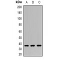 LifeSab™ CNPY3 Rabbit pAb (50 µl)