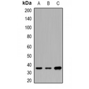 LifeSab™ CNTFR alpha Rabbit pAb (50 µl)