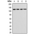 LifeSab™ Alpha E-catenin Rabbit pAb (50 µl)