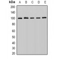LifeSab™ Cullin 5 Rabbit pAb (50 µl)