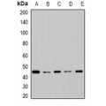 LifeSab™ Cytochrome P450 2F1 Rabbit pAb (50 µl)
