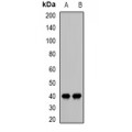 LifeSab™ Decorin Rabbit pAb (50 µl)
