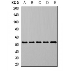 LifeSab™ DHODH Rabbit pAb (50 µl)