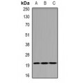 LifeSab™ SMAC Rabbit pAb (50 µl)