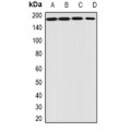 LifeSab™ EIF3A Rabbit pAb (50 µl)