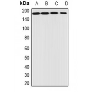 LifeSab™ EIF3A Rabbit pAb (50 µl)