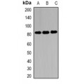 LifeSab™ EIF4B Rabbit pAb (50 µl)