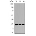 LifeSab™ EIF6 Rabbit pAb (50 µl)