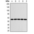 LifeSab™ FKBP8 Rabbit pAb (50 µl)