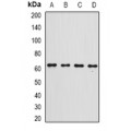 LifeSab™ Gc-globulin Rabbit pAb (50 µl)
