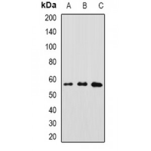 LifeSab™ GFRA1 Rabbit pAb (50 µl)