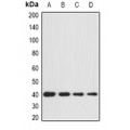 LifeSab™ GNA11 Rabbit pAb (50 µl)