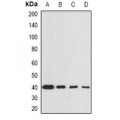 LifeSab™ GNA13 Rabbit pAb (50 µl)