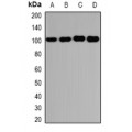 LifeSab™ GLUR3 Rabbit pAb (50 µl)