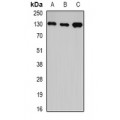 LifeSab™ GTF2I Rabbit pAb (50 µl)