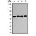 LifeSab™ IGF2BP1 Rabbit pAb (50 µl)