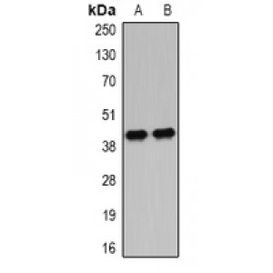 LifeSab™ IGFBP4 Rabbit pAb (50 µl)