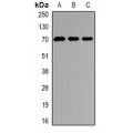 LifeSab™ Kv4.2 Rabbit pAb (50 µl)