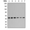 LifeSab™ KLF4 Rabbit pAb (50 µl)