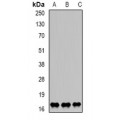 LifeSab™ LITAF Rabbit pAb (50 µl)