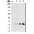LifeSab™ SAPK2 Rabbit pAb (50 µl)