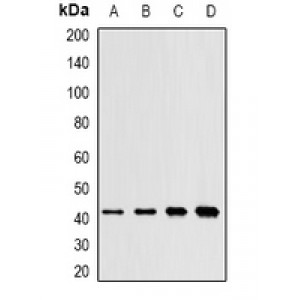 LifeSab™ SAPK2 Rabbit pAb (50 µl)