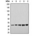 LifeSab™ GDF8 Rabbit pAb (50 µl)