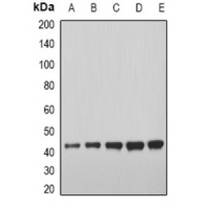 LifeSab™ GDF8 Rabbit pAb (50 µl)