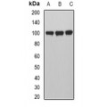 LifeSab™ MVP Rabbit pAb (50 µl)
