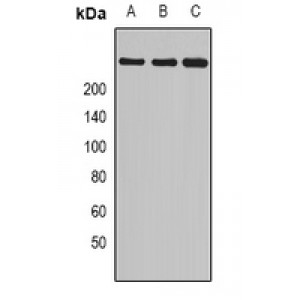 LifeSab™ Myosin 1 Rabbit pAb (50 µl)