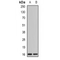 LifeSab™ MYL2 Rabbit pAb (50 µl)