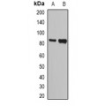 LifeSab™ NASP Rabbit pAb (50 µl)