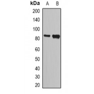 LifeSab™ NASP Rabbit pAb (50 µl)