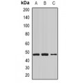 LifeSab™ NCK1 Rabbit pAb (50 µl)