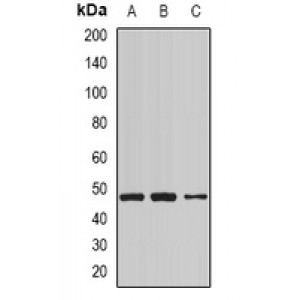 LifeSab™ NCK1 Rabbit pAb (50 µl)