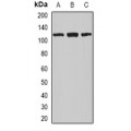 LifeSab™ Nucleolin Rabbit pAb (50 µl)