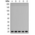 LifeSab™ NDUFS4 Rabbit pAb (50 µl)