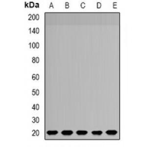 LifeSab™ NDUFS4 Rabbit pAb (50 µl)
