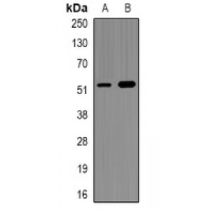 LifeSab™ NEK2 Rabbit pAb (50 µl)