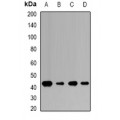 LifeSab™ TUSC4 Rabbit pAb (50 µl)