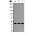 LifeSab™ TLX Rabbit pAb (50 µl)