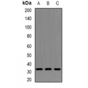LifeSab™ Neurotrophin 4 Rabbit pAb (50 µl)